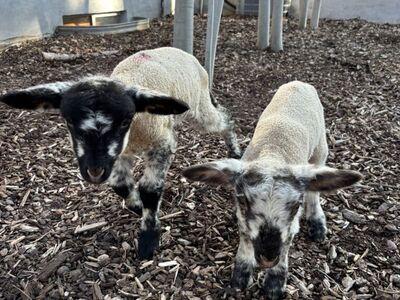 2 Week Bummer Bottle lambs