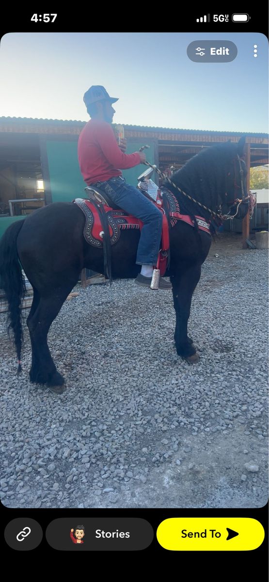 black mare$5500 obo