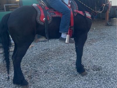 black mare$5500 obo