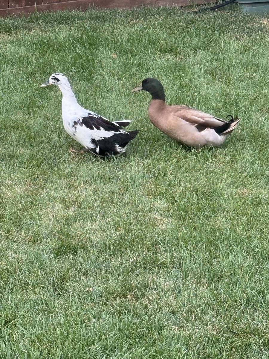 Pair of Domestic Ducks - Ancona and Mallard/Khaki Campbell Mix
