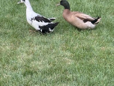 Pair of Domestic Ducks - Ancona and Mallard/Khaki Campbell Mix
