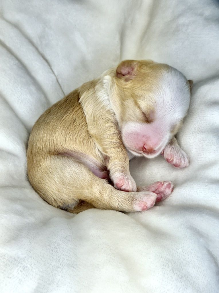 Multigenerational Australian Labradoodles