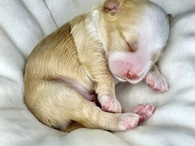 Multigenerational Australian Labradoodles