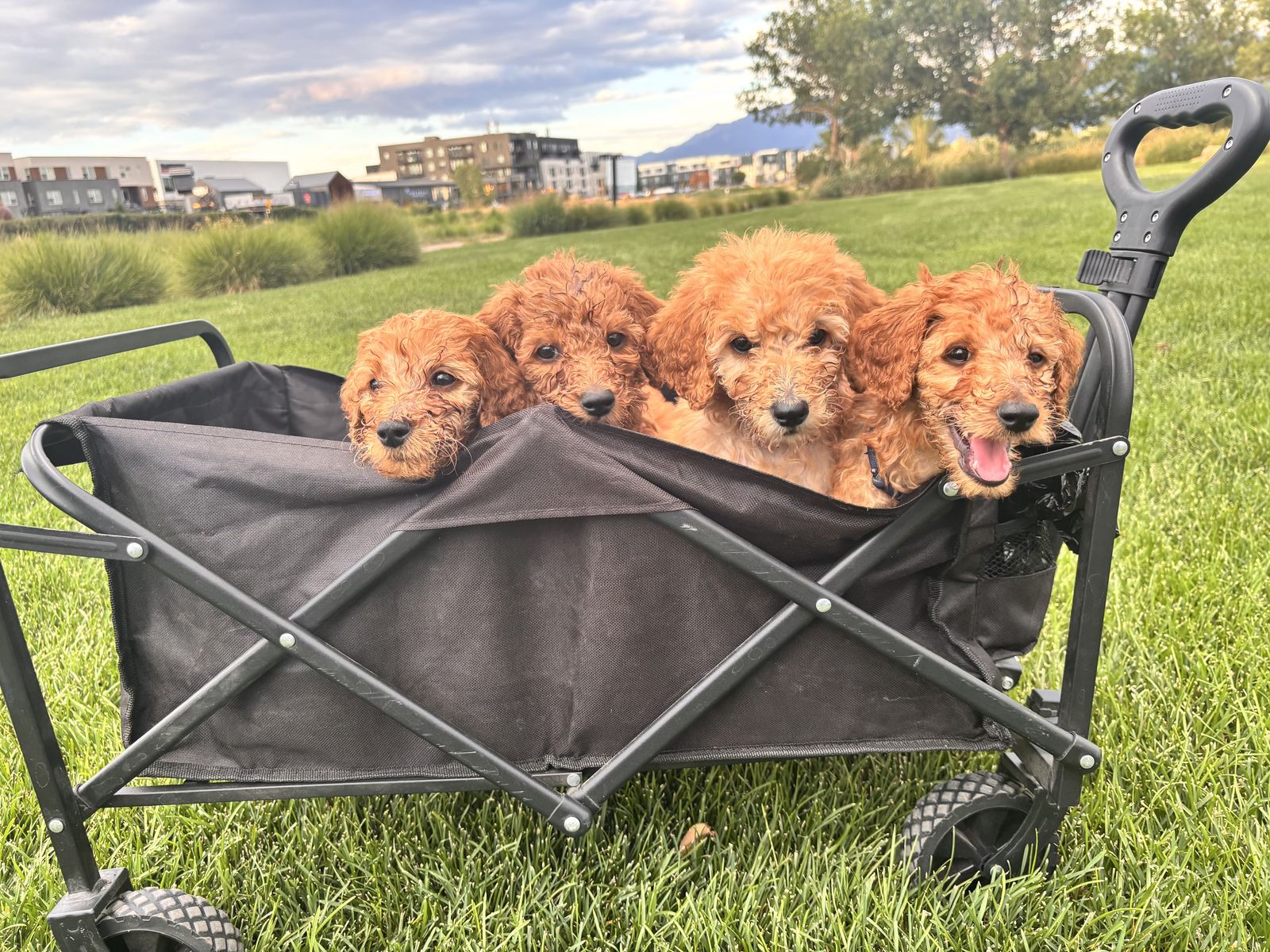 AKC Standard Poodles