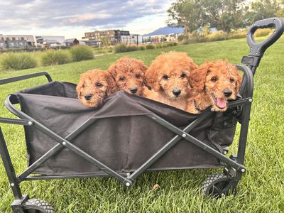 AKC Standard Poodles