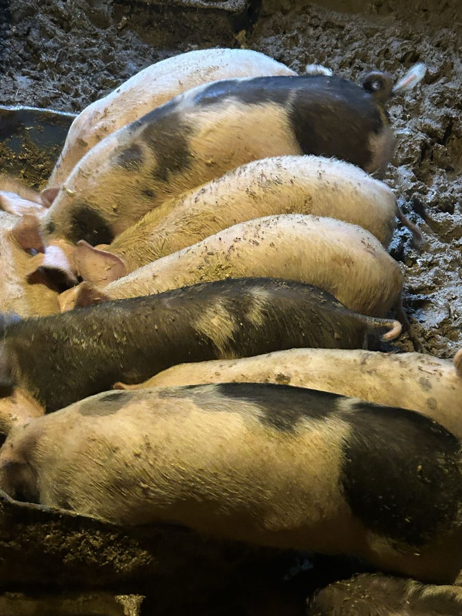  Wiener pigs for sale