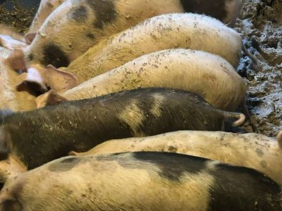 Wiener pigs for sale