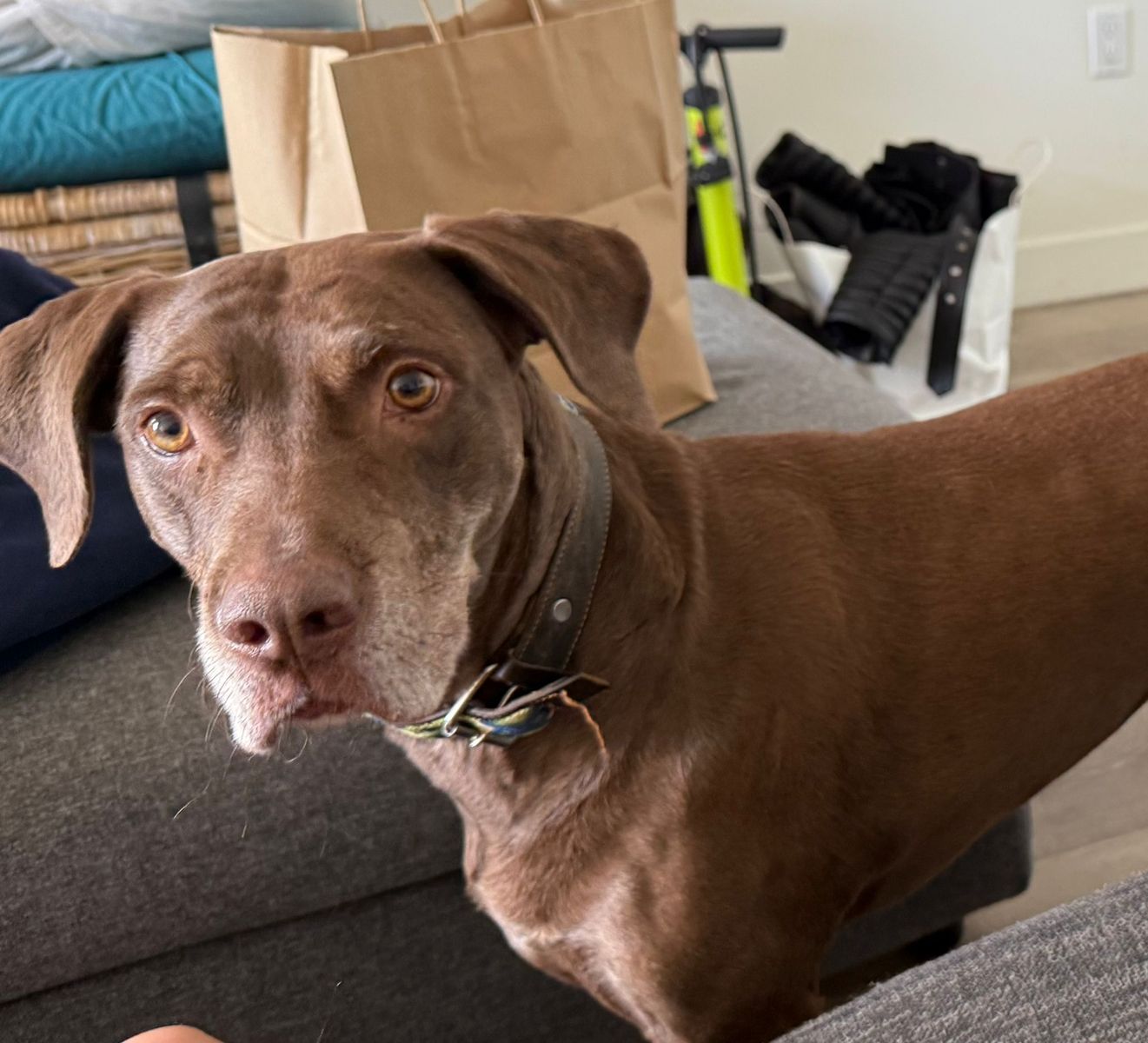 Chocolate Labrador Retriever Mix - Loving Companion Dog for Adoption