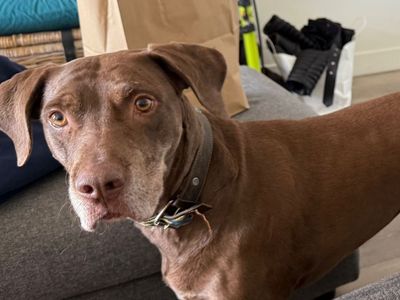 Chocolate Labrador Retriever Mix - Loving Companion Dog for Adoption