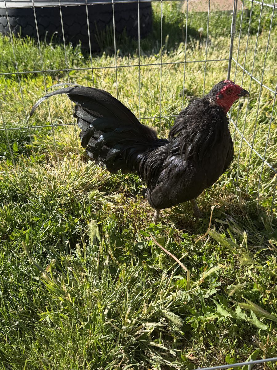 Black Azteca Rooster