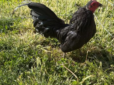 Black Azteca Rooster