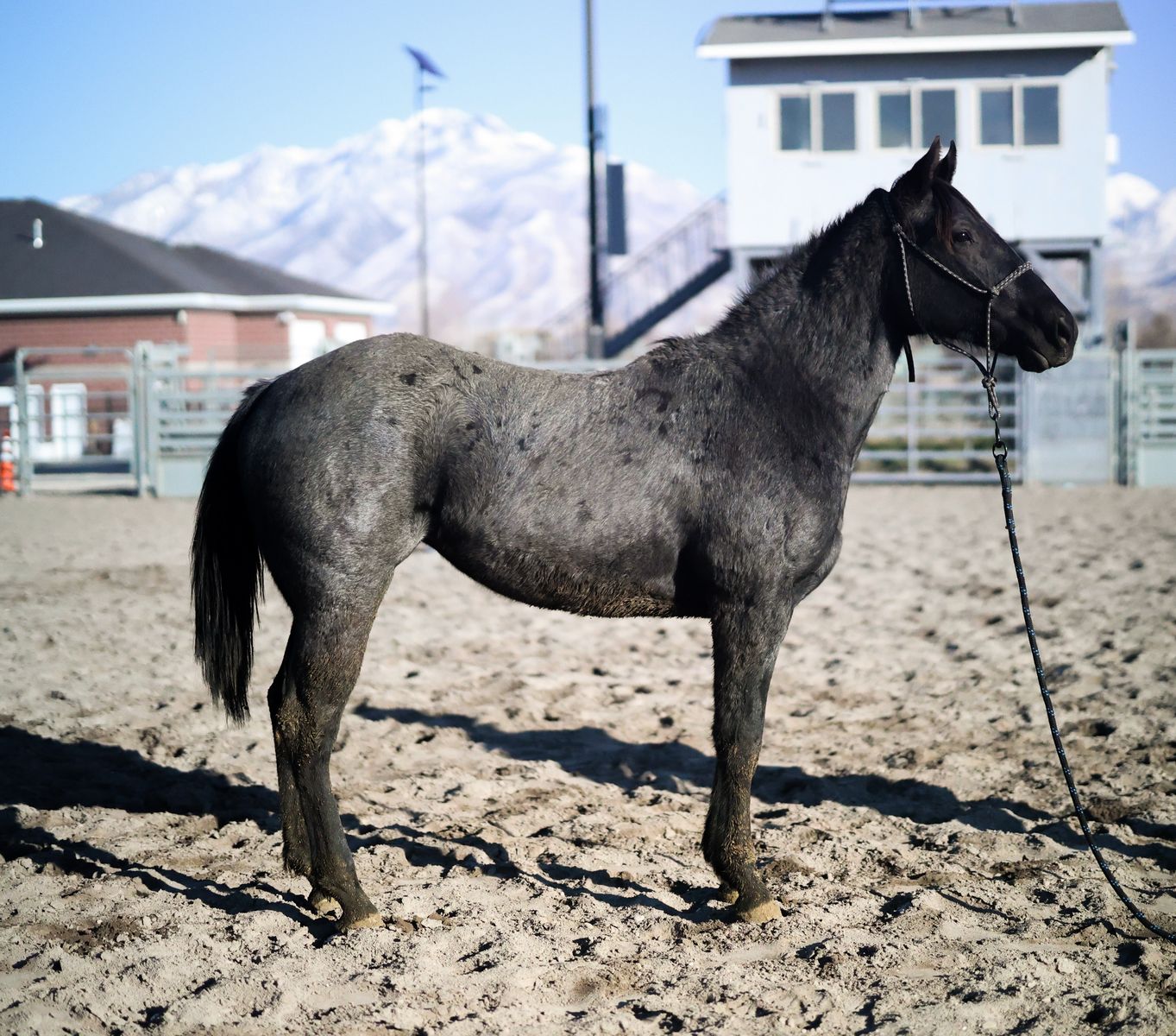 HOMOZYGOUS ROAN + HOMOZYGOUS BLACK 2024 Filly