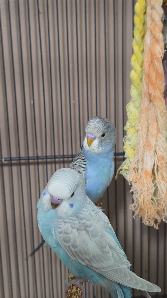 parakeets