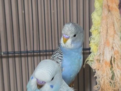 parakeets