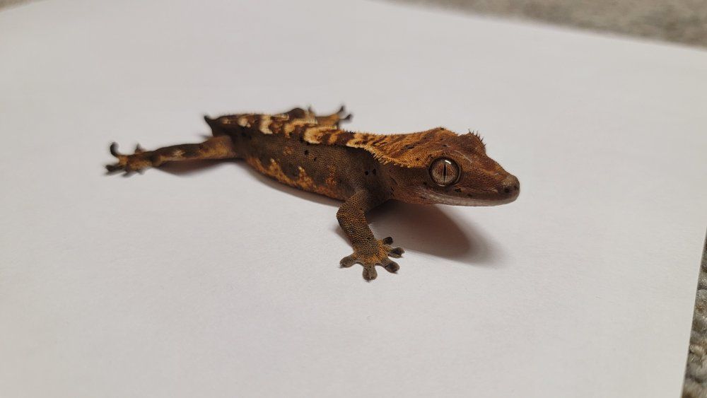 4 juvenile crested geckos obo