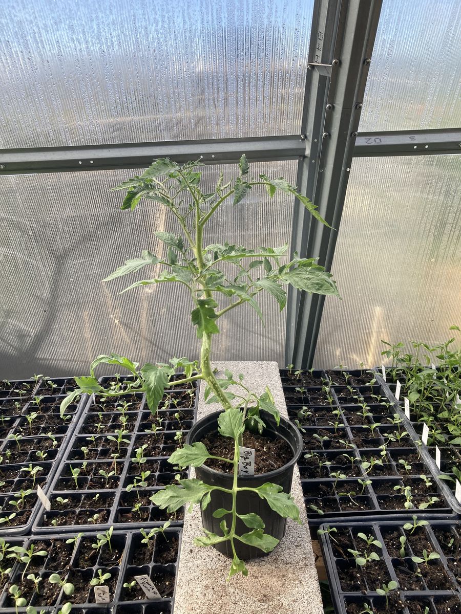 Established Huge Ready to Plant Tomatoes-gallons