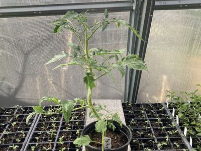 Established Huge Ready to Plant Tomatoes-gallons