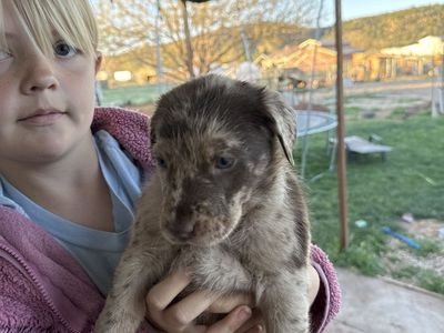 Catahoula Leopard/lab Dogs