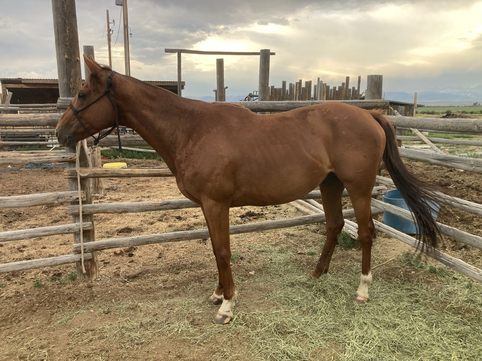 Big gentle gelding