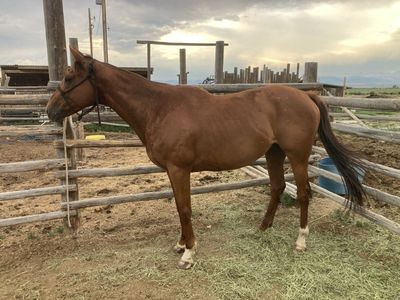 Big gentle gelding