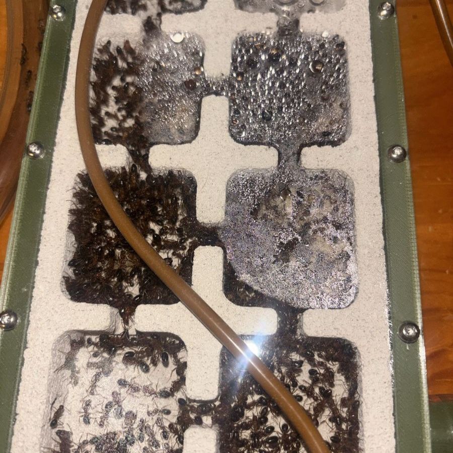 Established Camponotus floridanus Ant Colony with Nest + Outworld