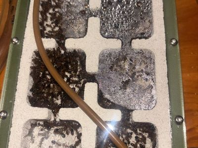 Established Camponotus floridanus Ant Colony with Nest + Outworld
