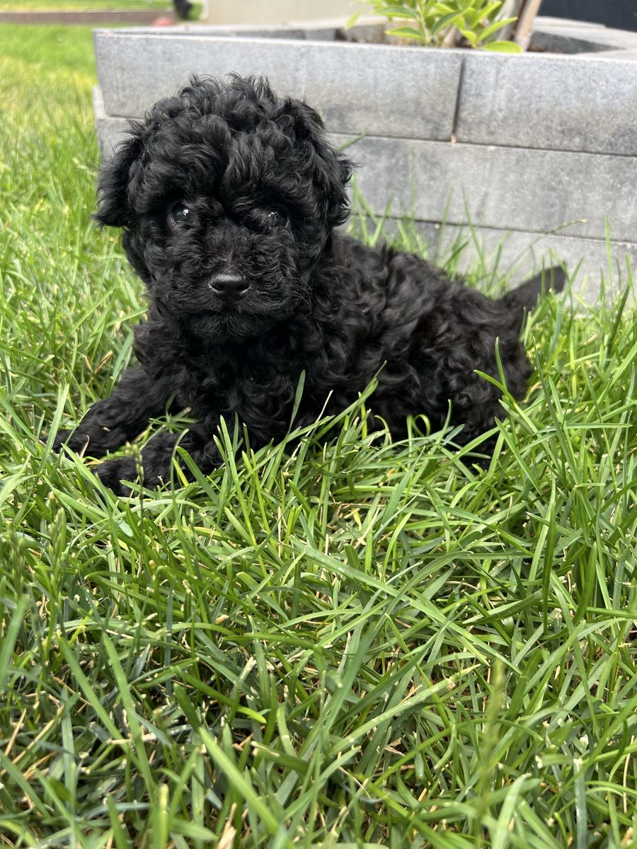 Male Toy Poodle