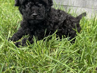 Male Toy Poodle