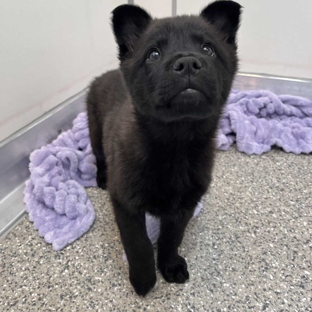 Hello my name is Pane Toscano