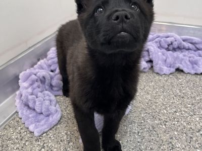 Hello my name is Pane Toscano