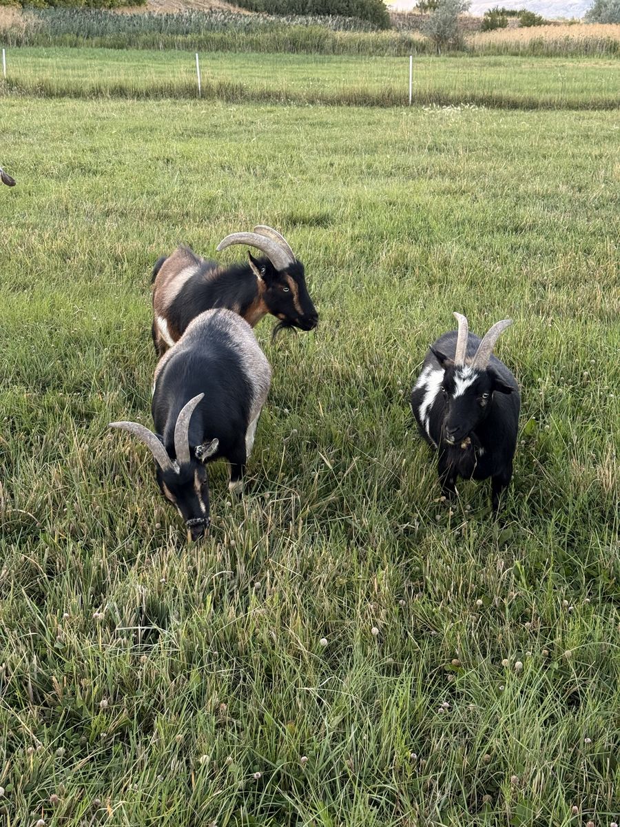 3 Nigerian Dwarfs – Doe, Small Doe & Blue-Eyed Wether