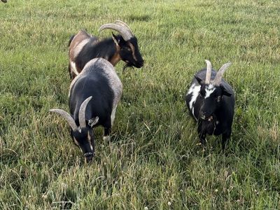 3 Nigerian Dwarfs – Doe, Small Doe & Blue-Eyed Wether