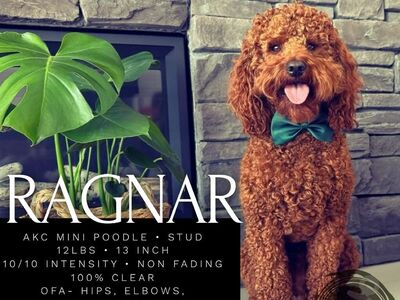 Teddy Bear 🧸AKC Mini Poodle Studs