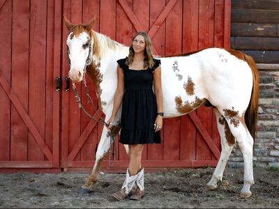 Gelding Barrel Horse