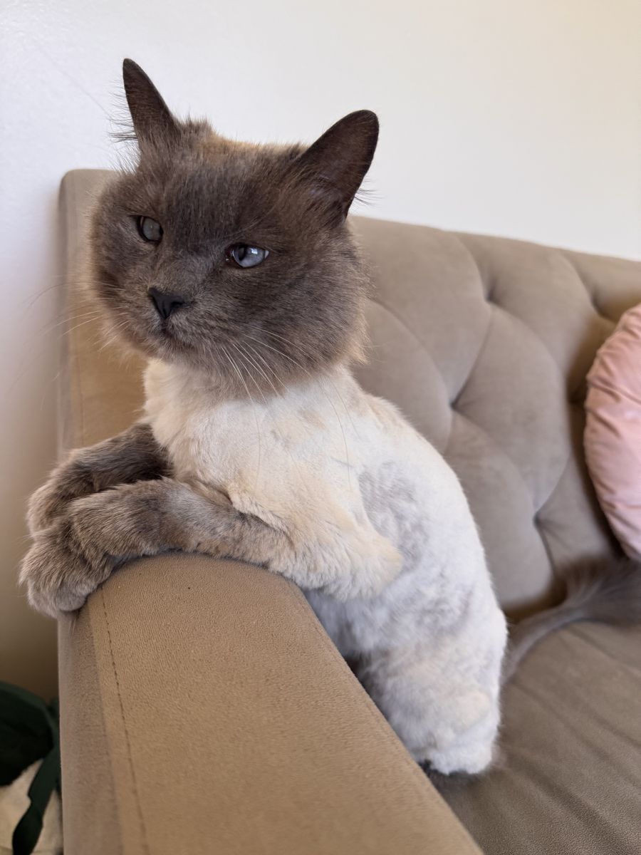 Iris is looking for her forever home