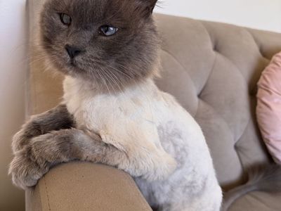 Iris is looking for her forever home
