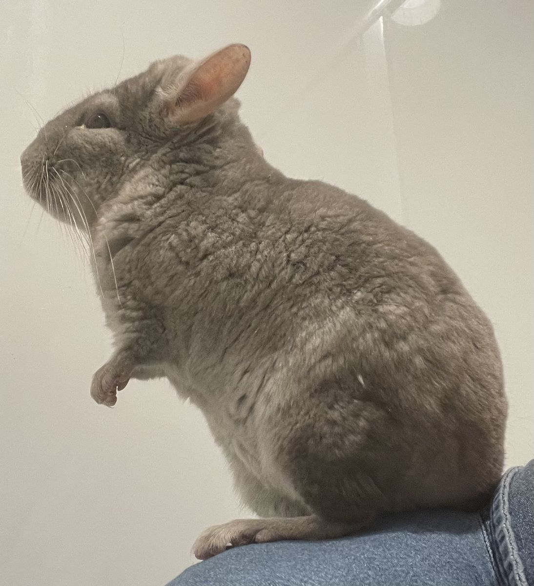 2 Year Old Female Chinchilla 