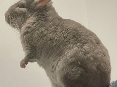 2 Year Old Female Chinchilla