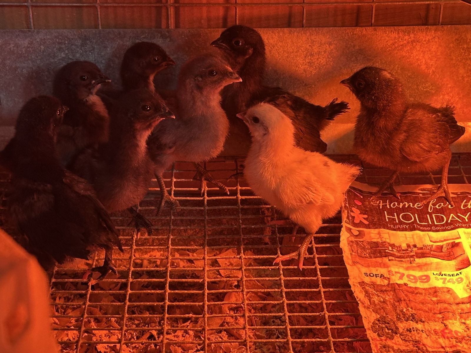 Ayam Cemani Chicks & a few Zombie