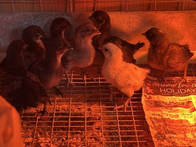 Ayam Cemani Chicks & a few Zombie