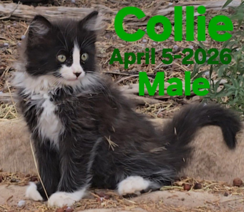 Kittens For Sale In Cedar City Ut.