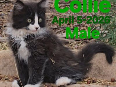 Kittens For Sale In Cedar City Ut.