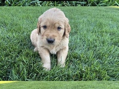 AKC Registered Golden Retriever Puppies