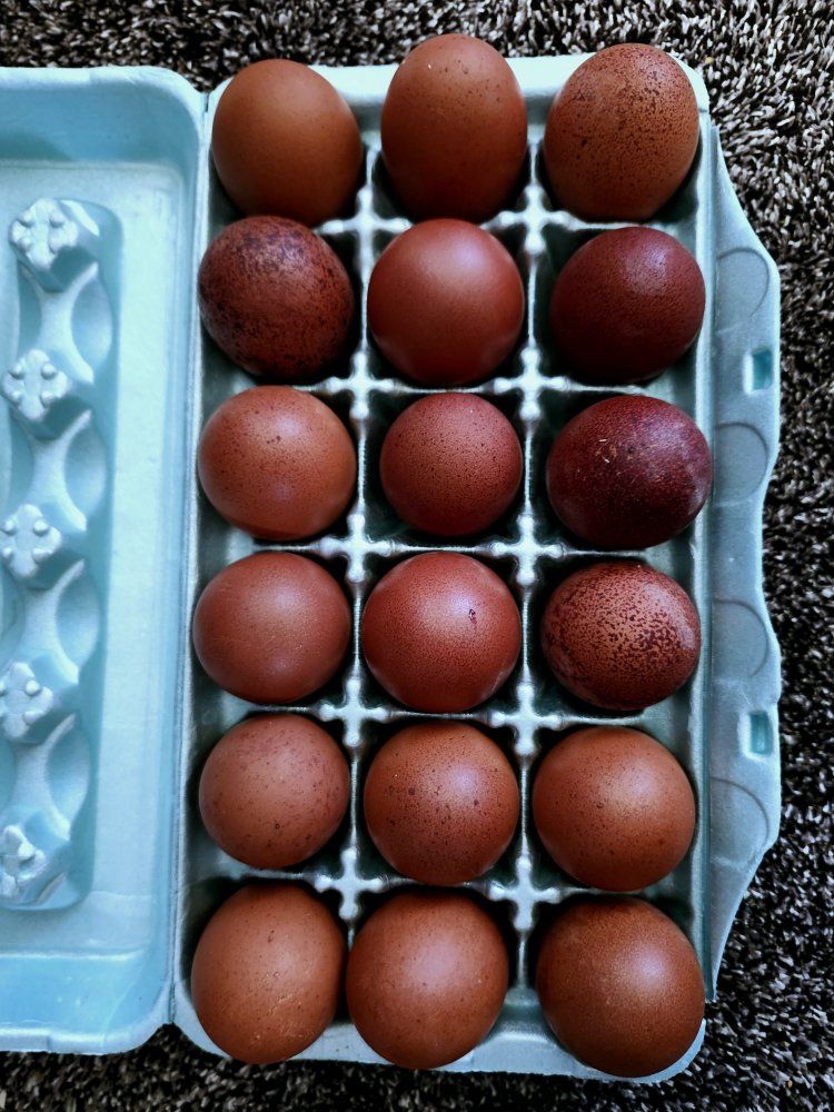 Dark Fertile Black Copper Marans Hatching Eggs