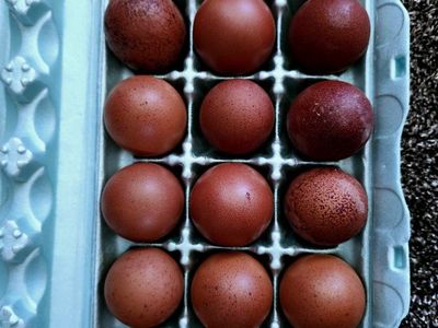 Dark Fertile Black Copper Marans Hatching Eggs