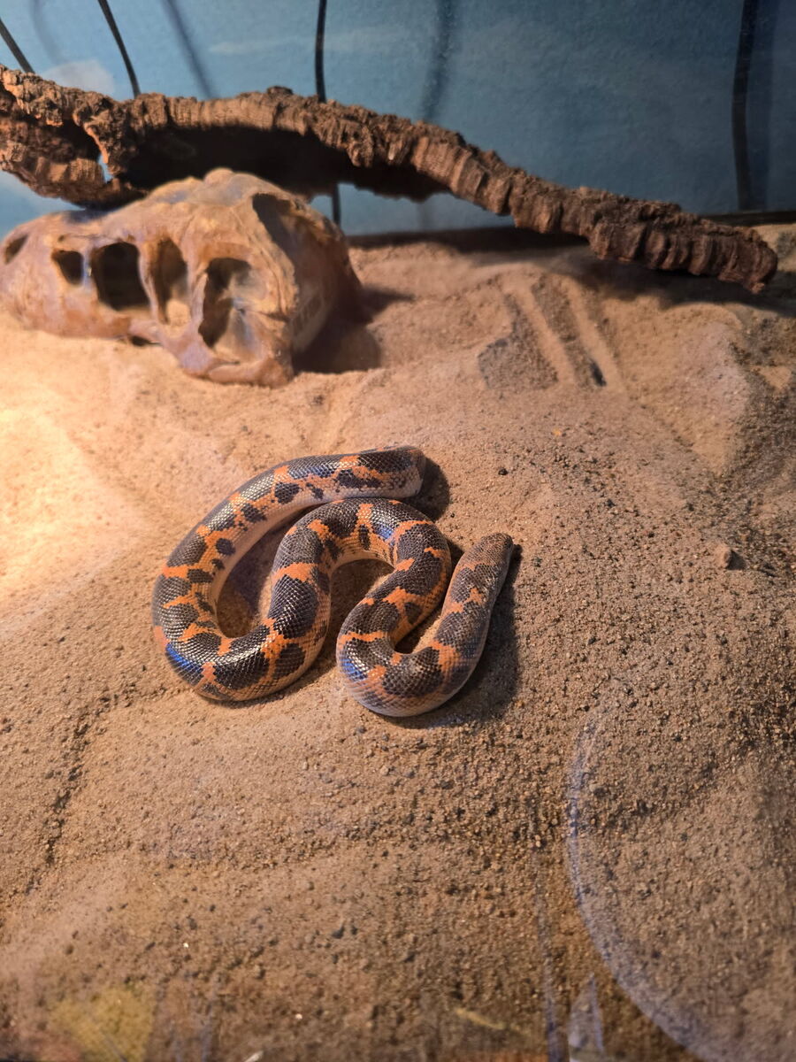 Saharan sand boa