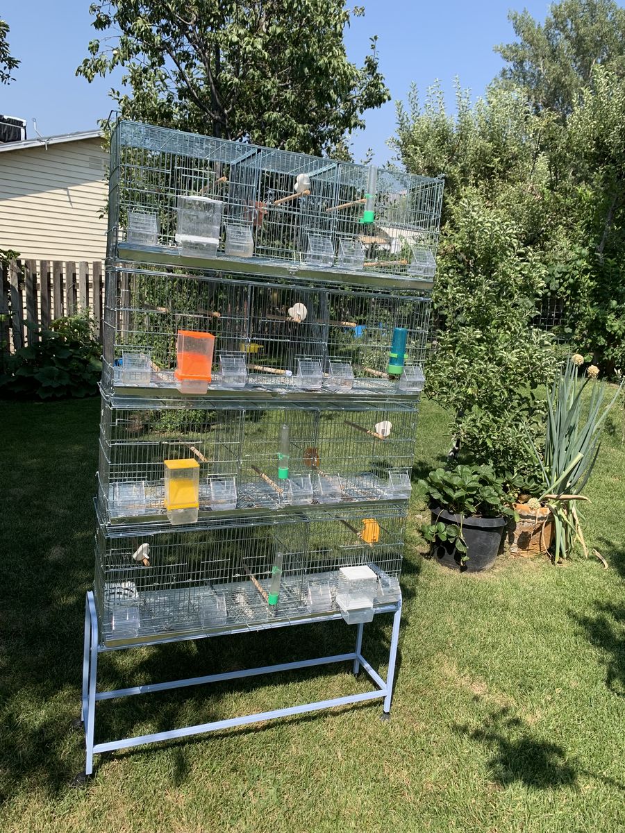 Canary, finch, or parakeet breeding cages. 