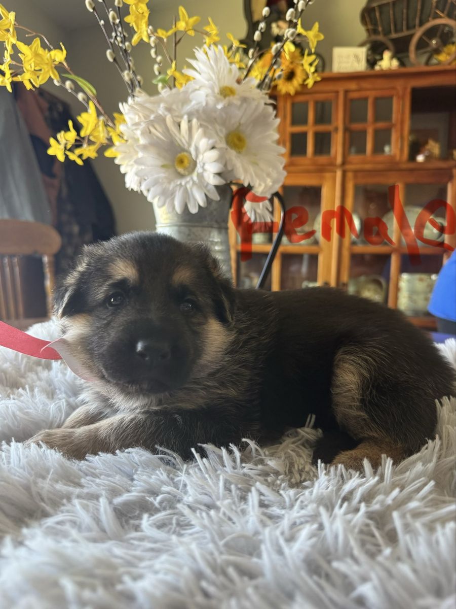 AKC German Shepherds