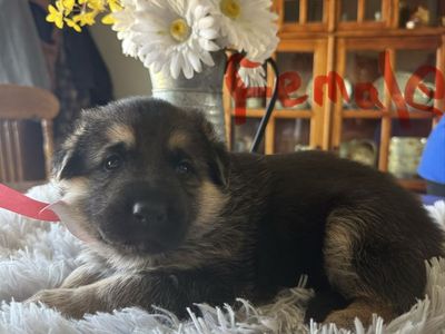 AKC German Shepherds
