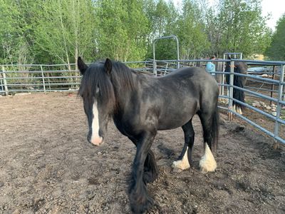 Gypsy vanner gelding registered
